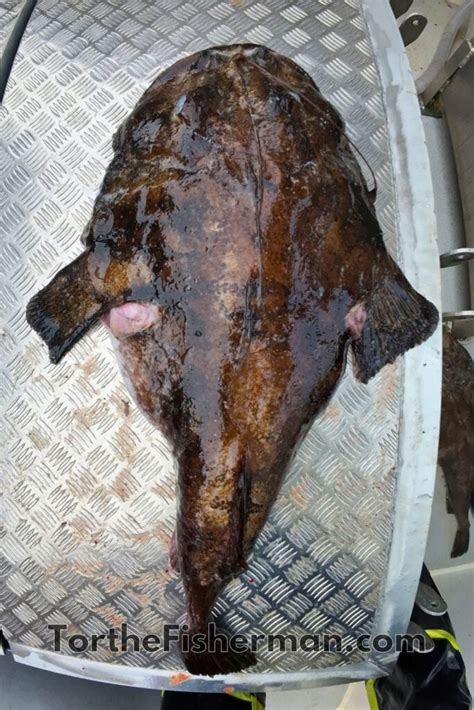 monkey fish|Monkfish Biology: Understanding the Unique Adaptations of .